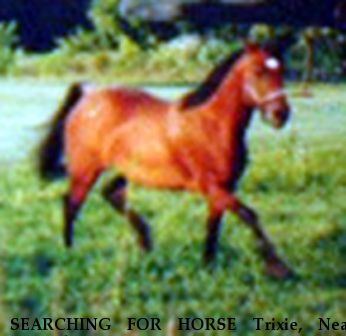 SEARCHING FOR HORSE Trixie, Near Columbus, OH, 00000